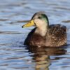 Mallard Ducks For Sale