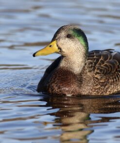 Mallard Ducks For Sale