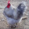 Lavender English Orpington Chicken