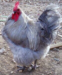Lavender English Orpington Chicken