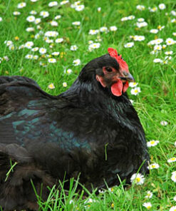 Black Chicken For Sale