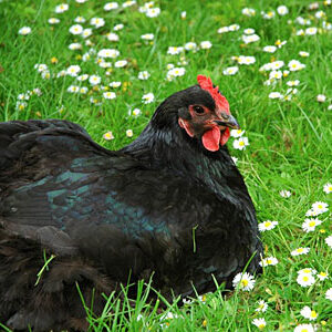 Black Chicken For Sale