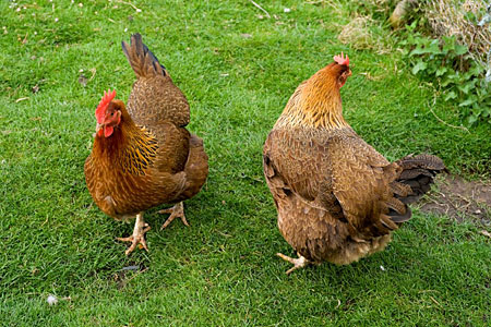 Welsummer chickens