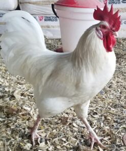 Austra White Chicken For Sale