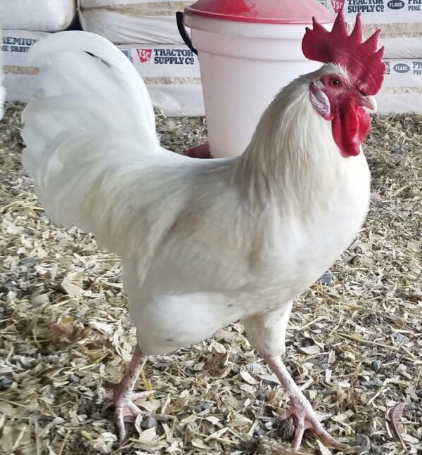 Austra White Chicken For Sale