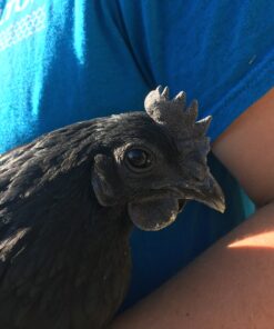 Ayam Cemani Chicken For Sale