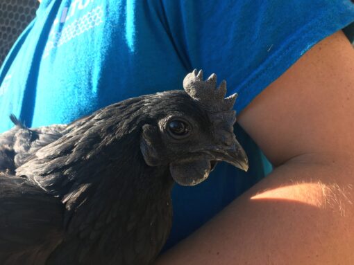 Ayam Cemani Chicken For Sale