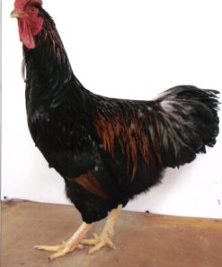 Barnevelder Chicken