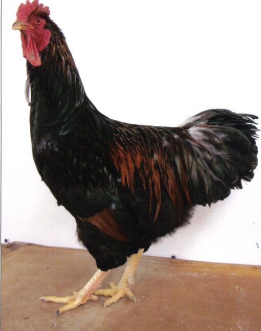 Barnevelder Chicken