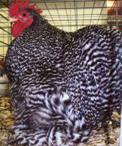 Barred Cochin Bantam For Sale