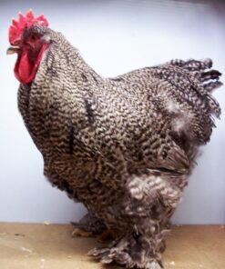 Barred Cochin Standard Chicken