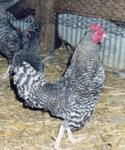 Barred Old English Game Bantam For Sale