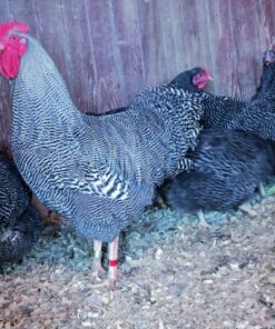 Barred Plymouth Rock Exhibition Type