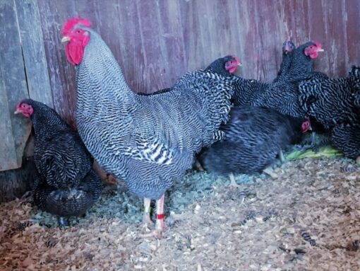 Barred Plymouth Rock Exhibition Type
