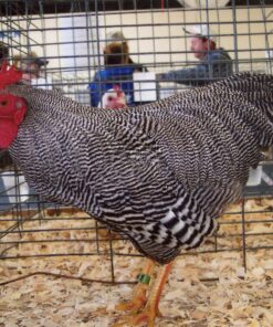 Barred Rock Bantam For Sale