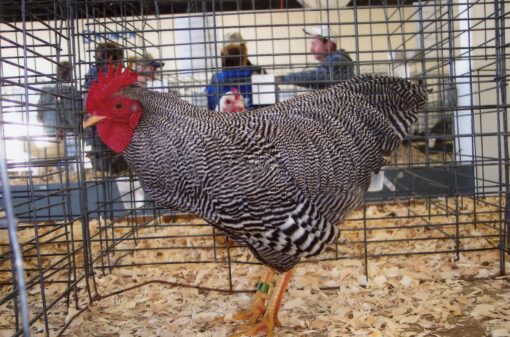 Barred Rock Bantam For Sale