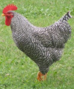 Barred Rock Chicken