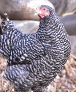 Barred Rock Started Pullet