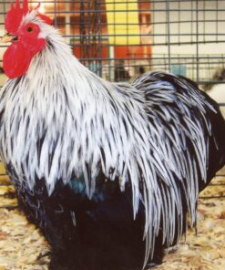 Birchen Cochin Bantam