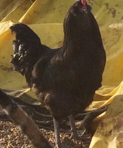 Black Ameraucana Chicken