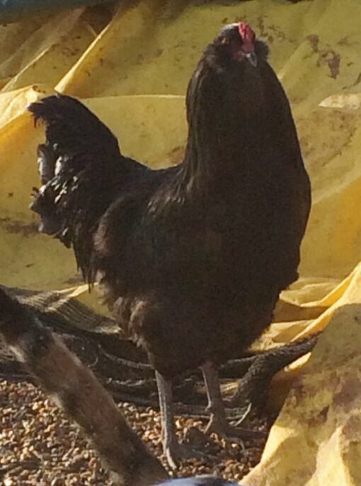 Black Ameraucana Chicken