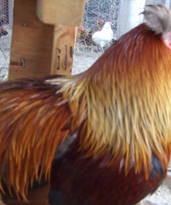 Colored Egg Layers for Sale