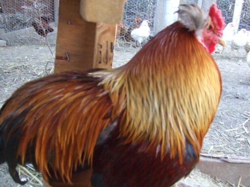 Black Araucana For Sale