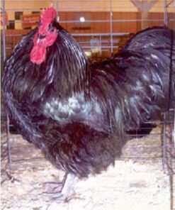 Black Australorp Chicken