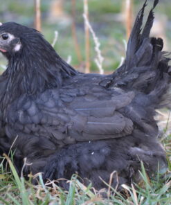 Black Australorp Started Pullet