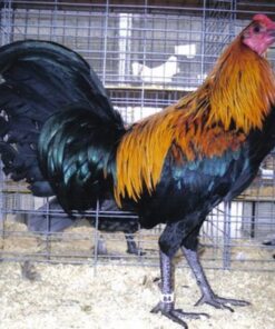 Black Breasted Brown Red Standard Old English
