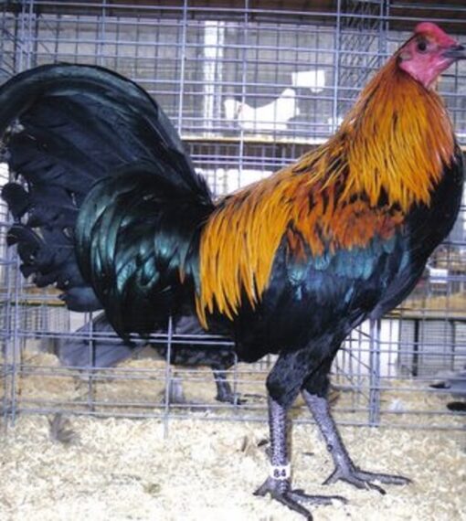 Black Breasted Brown Red Standard Old English
