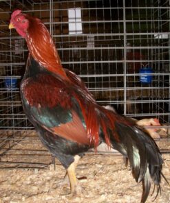 Black Breasted Red Aseel