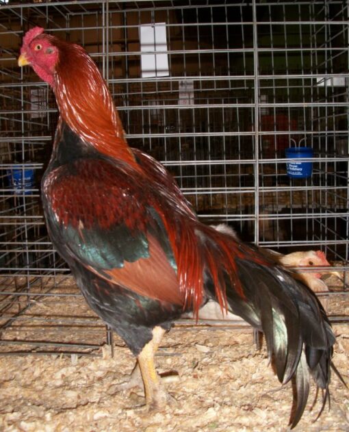 Black Breasted Red Aseel