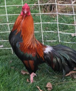 Black Breasted Red Cubalaya Bantam