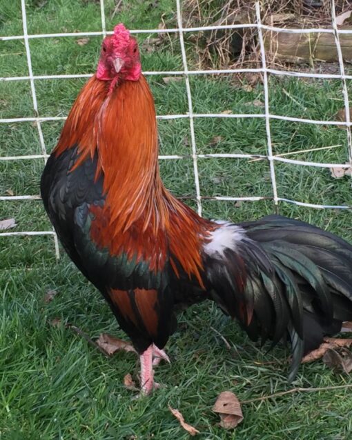 Black Breasted Red Cubalaya Bantam