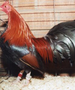 Black Breasted Red Old English Game Bantam