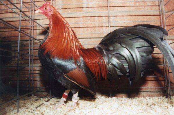 Black Breasted Red Old English Game Bantam