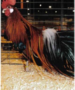 Black Breasted Red Phoenix Bantam