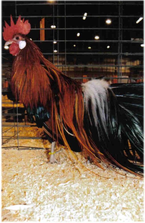 Black Breasted Red Phoenix Bantam