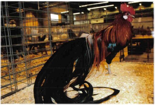 Black Breasted Red Phoenix Standard Chicken