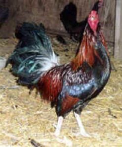 Black Breasted Red Standard Old English