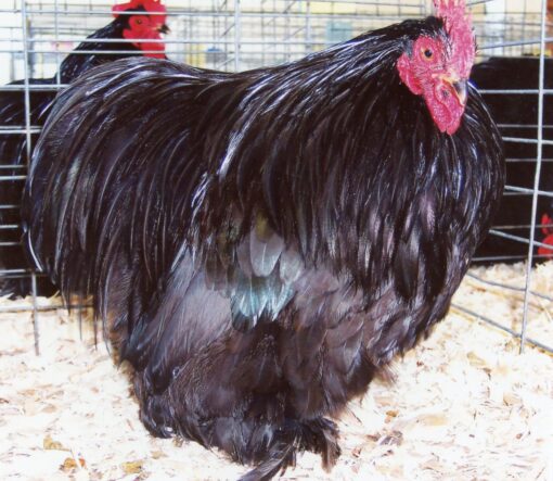 Black Cochin Bantams For Sale