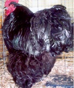 Black Cochin Standard Chicken