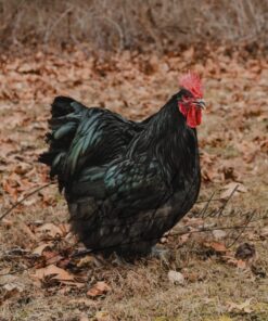 Black English Orpington Chicken