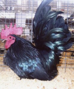 Bantam Chickens for Sale