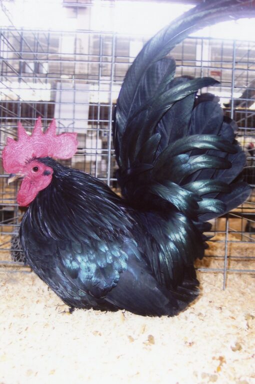 Black Japanese Bantam
