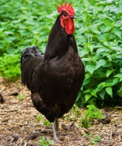 Black Jersey Giant Chicken