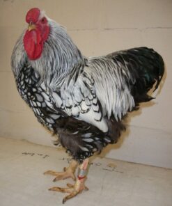 Black Laced Silver Wyandotte Chicken