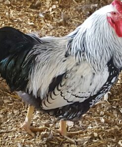 Black Laced Silver Wyandotte Chicken (Show Type)