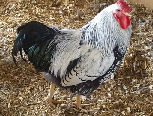 Black Laced Silver Wyandotte Chicken (Show Type)